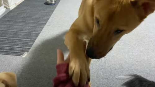 少し心を開いた犬