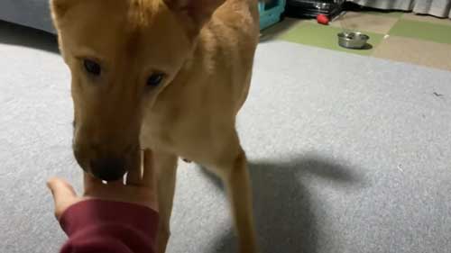 飼い主とたわむれる犬