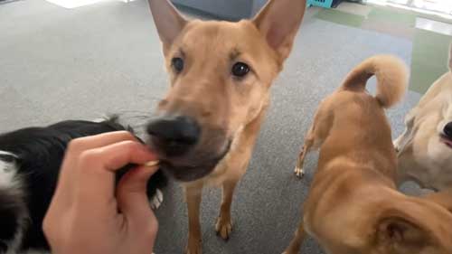 おやつを食べる犬
