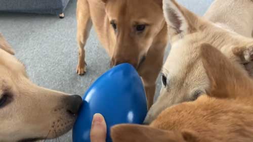 おもちゃに興味を持つ犬