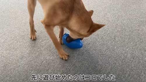 おもちゃで遊ぶ犬