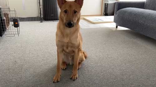 明るい表情になった犬