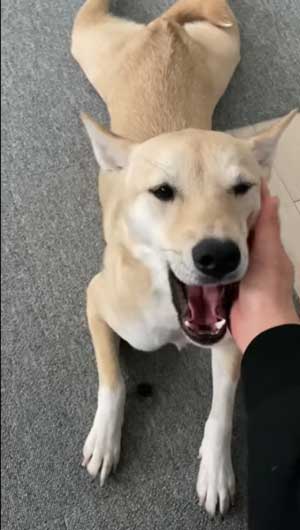 かわいいてんちゃん