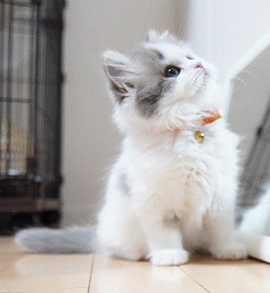 鏡を見上げる子猫アップ