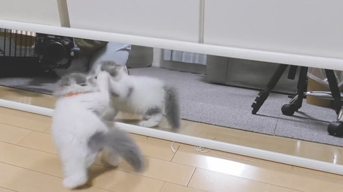 鏡をたたく子猫