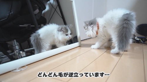 毛が逆立つ子猫