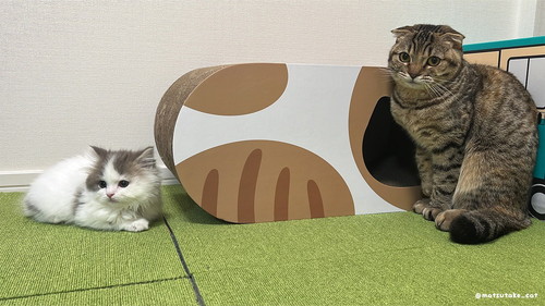 まつたけちゃんとおすしちゃん