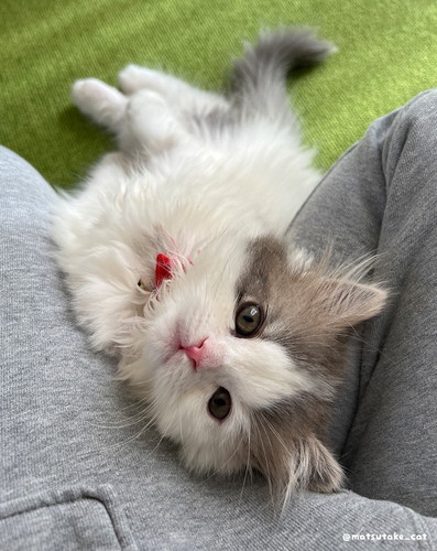 見上げるおすしちゃん