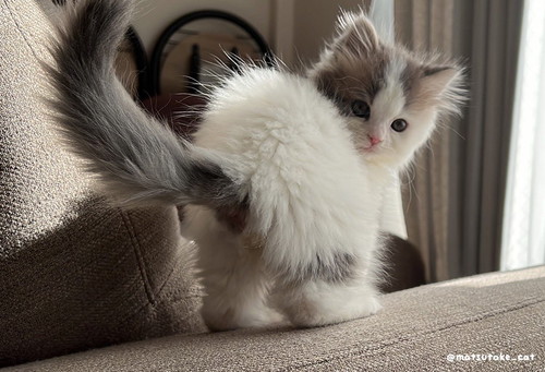 お尻を見せるおすしちゃん