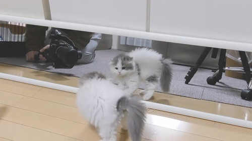 毛を立てる子猫