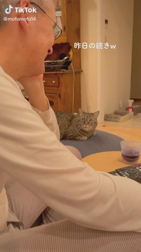 パパと目があった猫