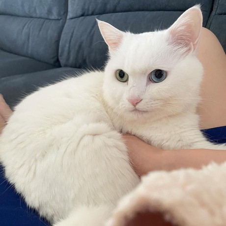 オッドアイのプーちゃん