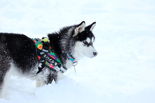 雪の中のハスキー