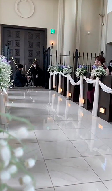 飼い主を見つめるハスキーさん