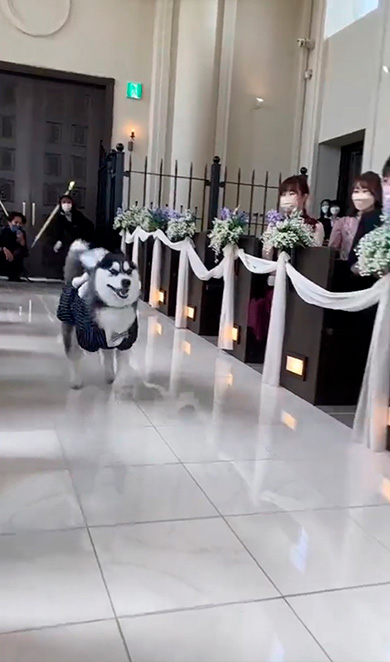 ダッシュするハスキー