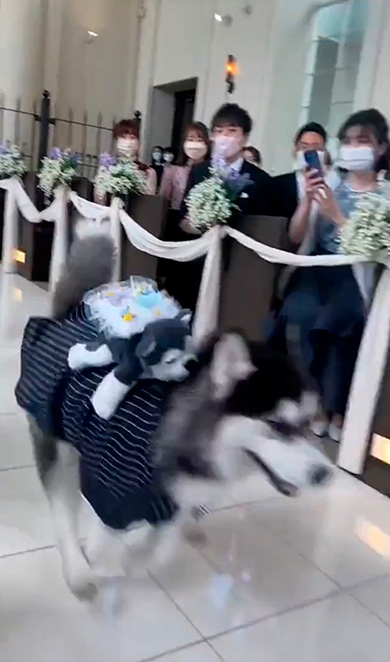 ダッシュするリングドッグ