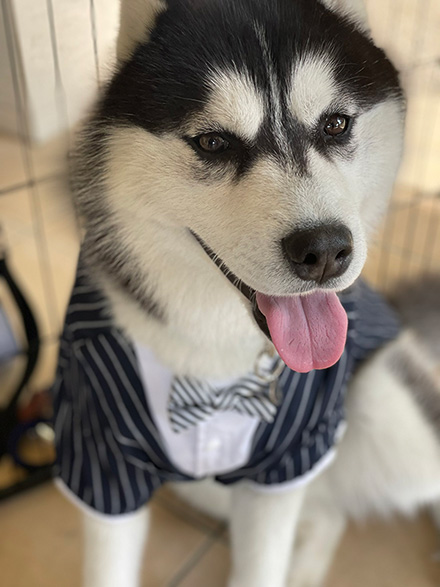 タキシード姿のハスキー