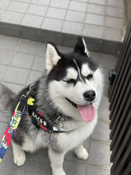 笑顔のハスキー