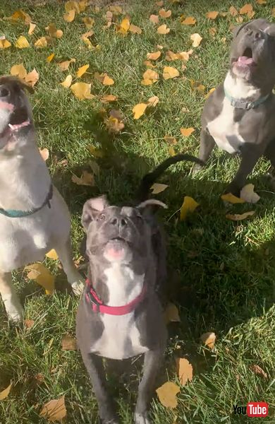 バルーンバレーボールを楽しむ3匹のワンコ