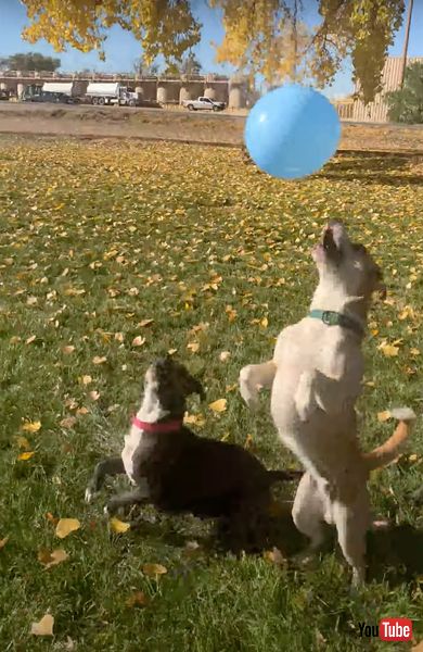 バルーンバレーボールを楽しむ3匹のワンコ