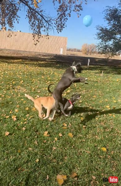 バルーンバレーボールを楽しむ3匹のワンコ