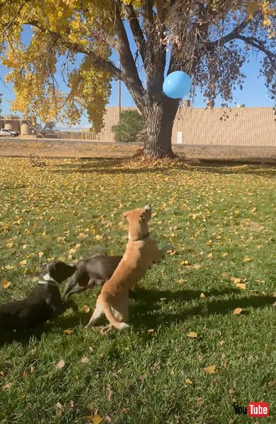 バルーンバレーボールを楽しむ3匹のワンコ