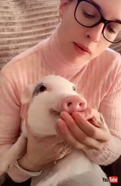 いちごを食べる子豚