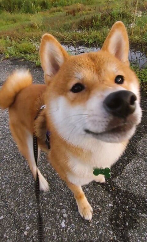 ドアップの柴犬