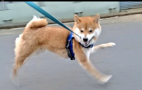 少し歯を出す柴犬