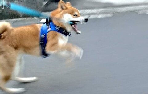 歯をむき出す柴犬