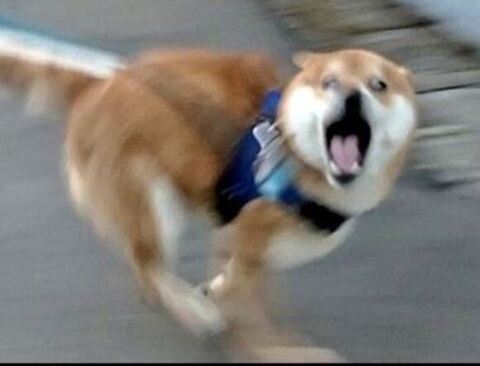 トリミングする柴犬