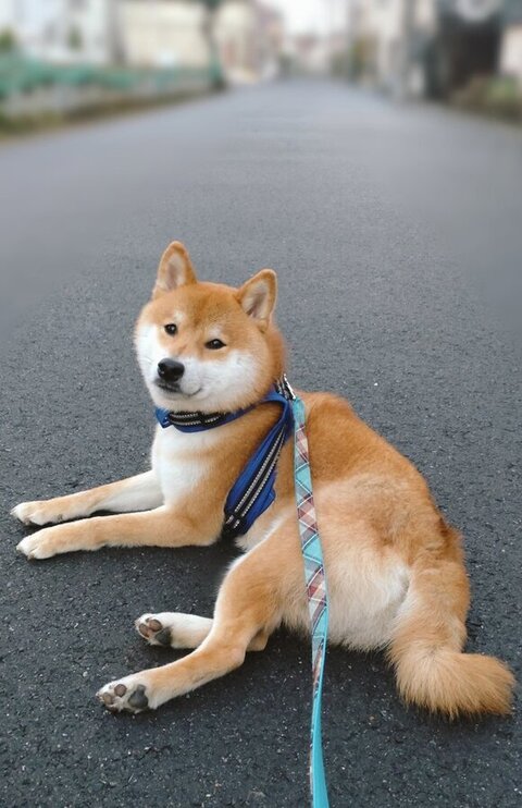 散歩中にくつろぐ柴犬