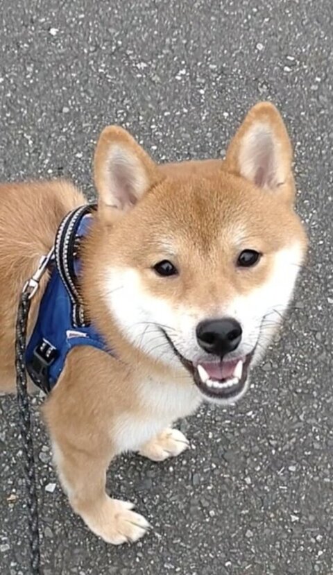 笑顔の柴犬