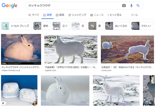 Google検索ホッキョクウサギ
