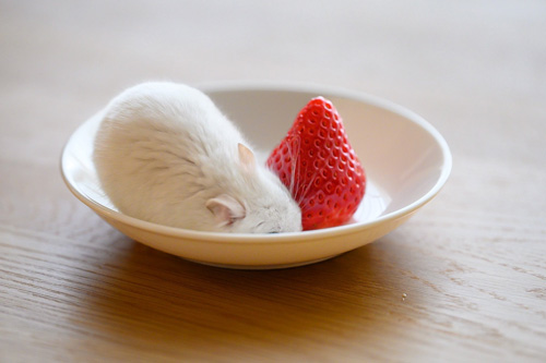 いちごだいふく