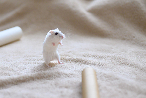 そろりそろりましろくん