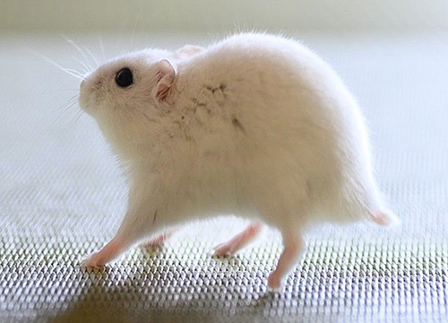 脚長ましろくんのトリミング