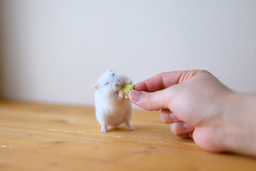 キャベツを食べるましろくん