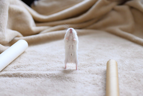 直立ましろくん