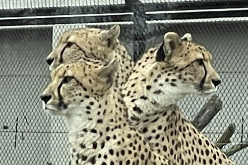 「チタベロス」