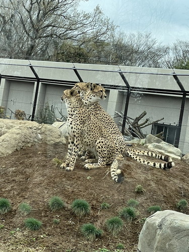 「チタベロス」