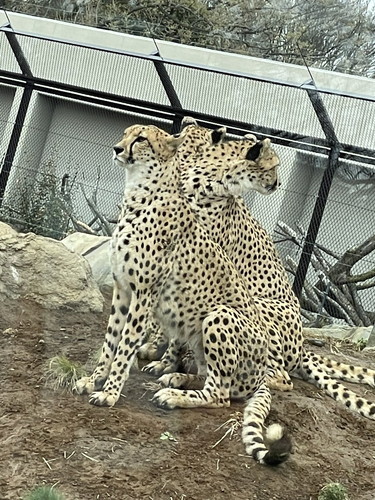 「チタベロス」