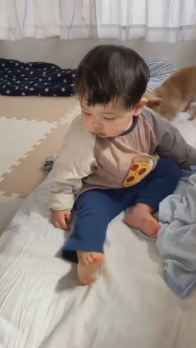 犬に靴下を譲ってあげました（別にお気に入りじゃないから）#Shorts