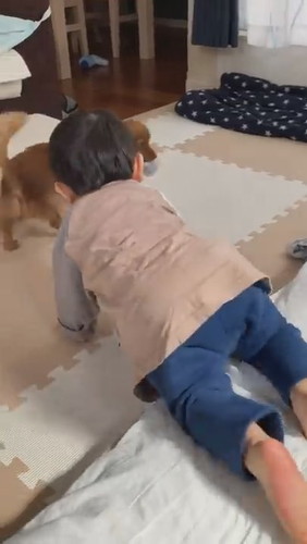 犬に靴下を譲ってあげました（別にお気に入りじゃないから）#Shorts