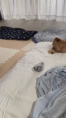 犬に靴下を譲ってあげました（別にお気に入りじゃないから）#Shorts