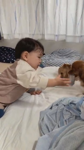 犬に靴下を譲ってあげました（別にお気に入りじゃないから）#Shorts