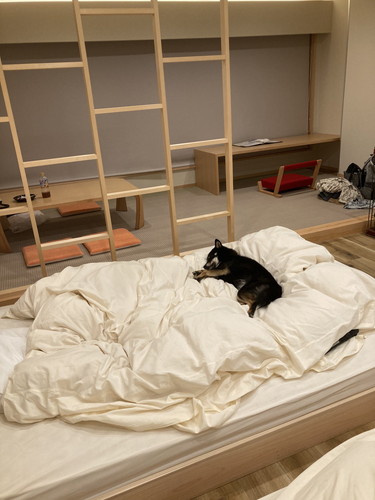 いつの間にか寝ちゃったぺこちゃん