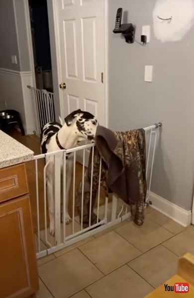 キッチンゲートをあけるワンコ