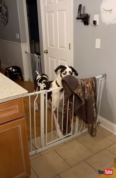 キッチンゲートをあけるワンコ