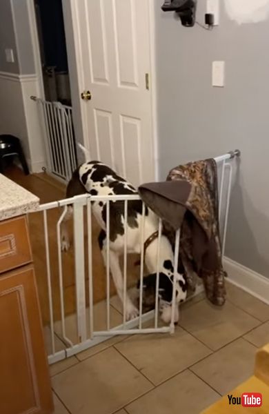 キッチンゲートをあけるワンコ